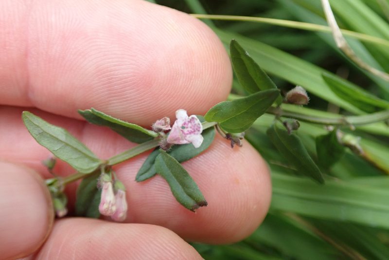 Scutellaria minor, photographed by Benoit NABHOLZ