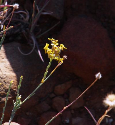 Lasiosiphon kuntzei, photographed by Tony Rebelo
