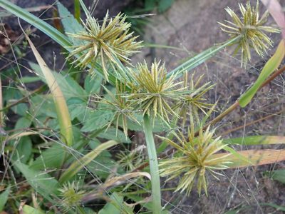 Cyperus strigosus, photographed by Mary Krieger