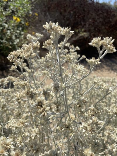 Pseudognaphalium canescens, photographed by Mike Butler