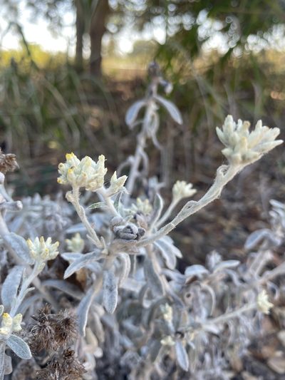 Pseudognaphalium canescens, photographed by Mike Butler