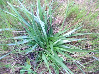 Colchicum longipes, photographed by jillblignaut