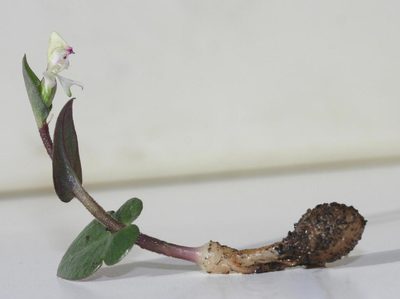 Disperis macowanii, photographed by jillblignaut