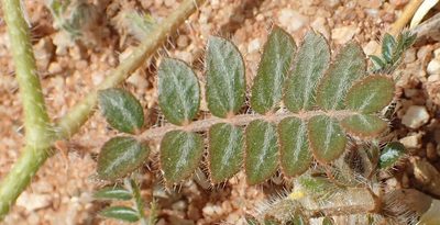 Tribulus cristatus, photographed by Nicola van Berkel