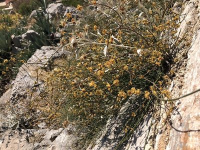 Ephedra foeminea, photographed by Pavel Kacl