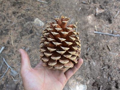 Pinus jeffreyi, photographed by Zac Peterson