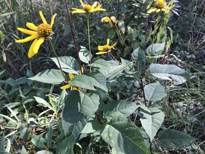 Heliopsis helianthoides, photographed by Rae Bosley