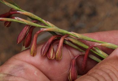 Hesperantha radiata, photographed by Tony Rebelo