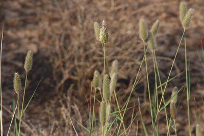 Fingerhuthia africana, photographed by Tony Rebelo