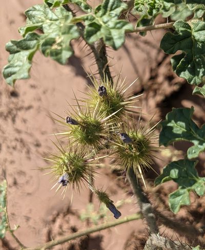 Solanum heterodoxum, photographed by Dominic Gentilcore