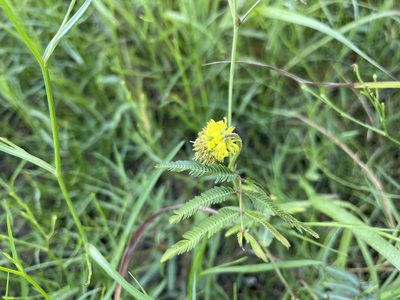 Neptunia pubescens, photographed by Patricia Pennington