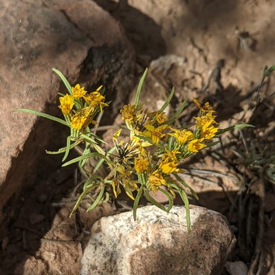 Pectis angustifolia, photographed by Dominic Gentilcore