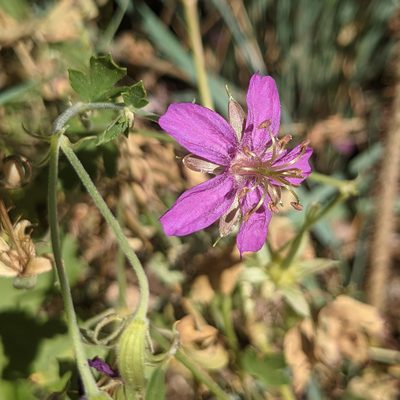 Geranium caespitosum, photographed by Dominic Gentilcore