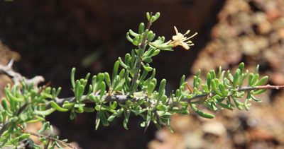 Lycium schizocalyx, photographed by Tony Rebelo
