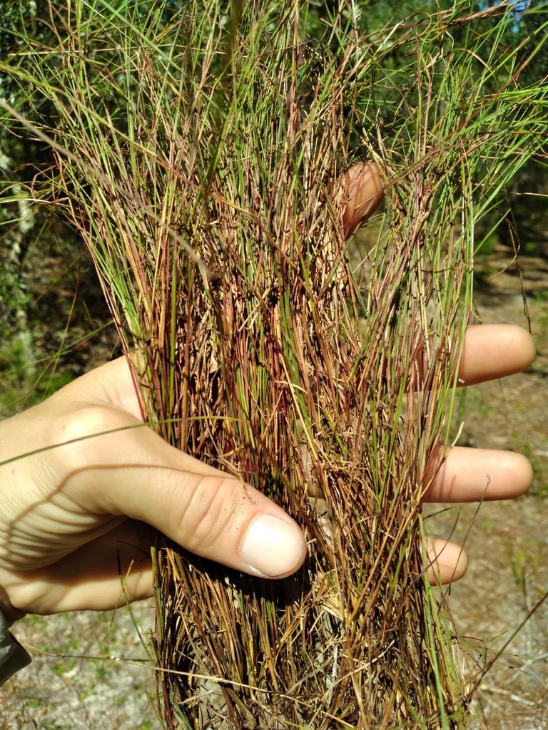 Andropogon tener, photographed by Scott Ward
