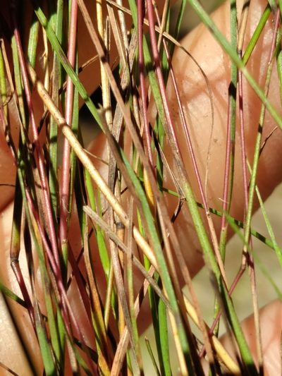 Andropogon tener, photographed by Scott Ward