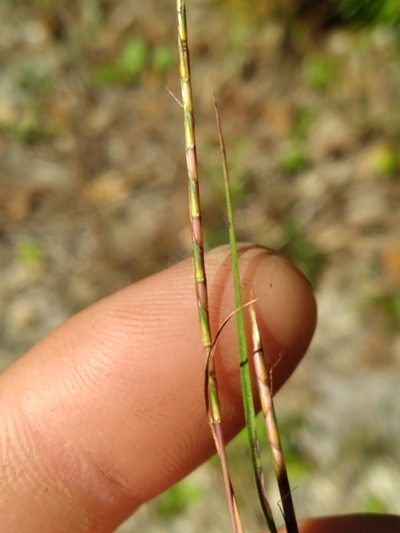 Andropogon tener, photographed by Scott Ward