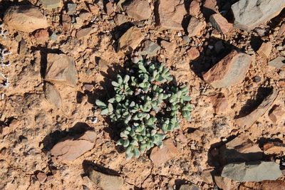 Rhinephyllum parvifolium, photographed by Tony Rebelo