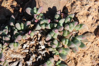 Rhinephyllum parvifolium, photographed by Tony Rebelo