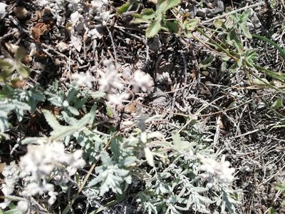 Teucrium polium, photographed by Татьяна Максимова