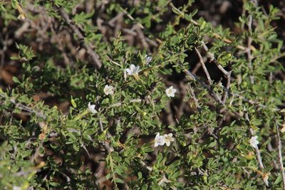 Lycium horridum, photographed by Tony Rebelo