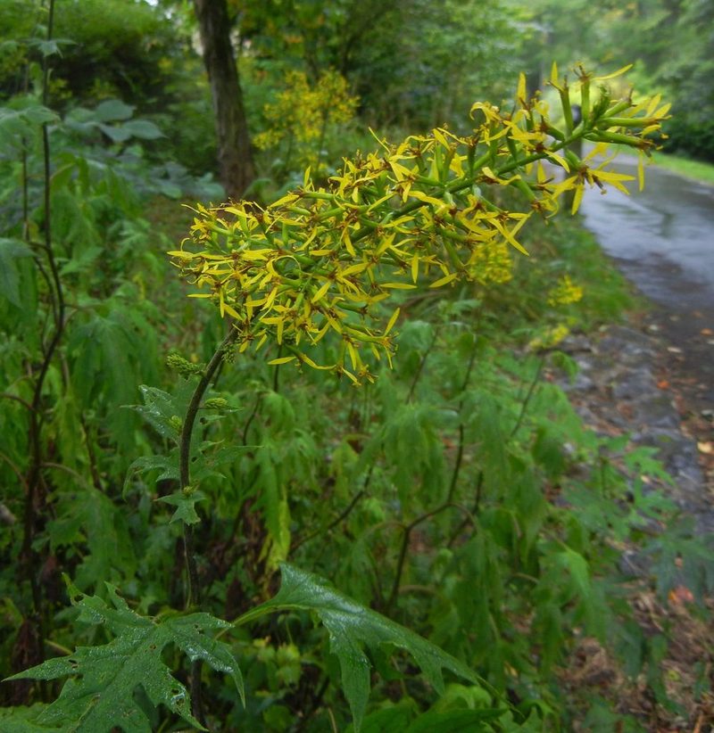 Sinacalia tangutica, photographed by Jon Mortin
