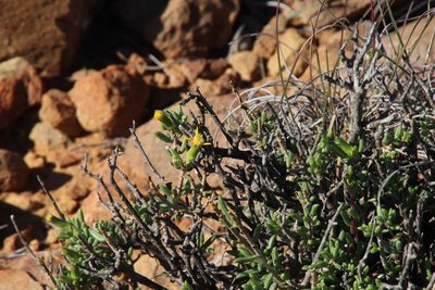 Senecio acutifolius, photographed by Tony Rebelo