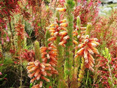 Erica xanthina, photographed by linkie