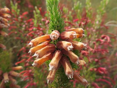 Erica xanthina, photographed by linkie
