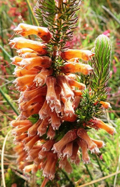 Erica xanthina, photographed by linkie