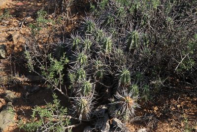 Euphorbia ferox, photographed by Tony Rebelo