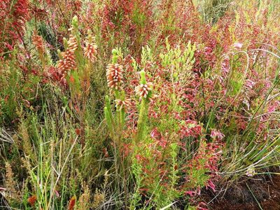 Erica xanthina, photographed by linkie