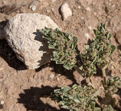 Euphorbia stictospora, photographed by Dominic Gentilcore