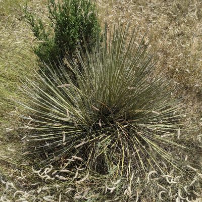 Yucca baileyi, photographed by Dominic Gentilcore