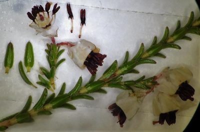 Erica viscidiflora, photographed by linkie