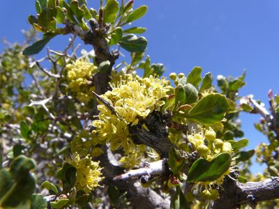 Schinus odonellii, photographed by Guillermo Debandi