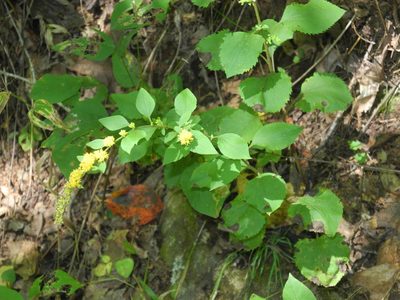Solidago sphacelata, photographed by Michael J. Papay
