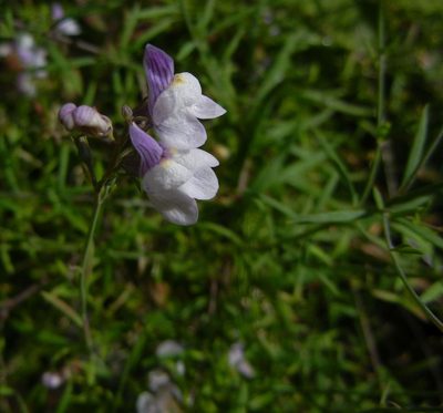 Linaria repens, photographed by Jon Mortin