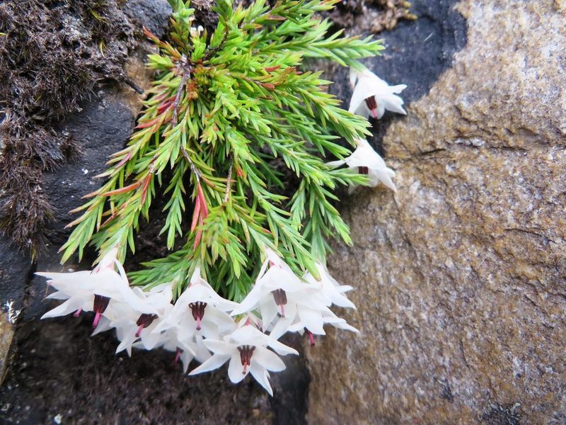 Erica galgebergensis, photographed by linkie