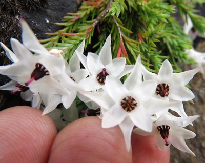 Erica galgebergensis, photographed by linkie
