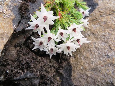 Erica galgebergensis, photographed by linkie