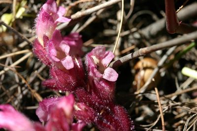 Harveya pauciflora, photographed by jillblignaut