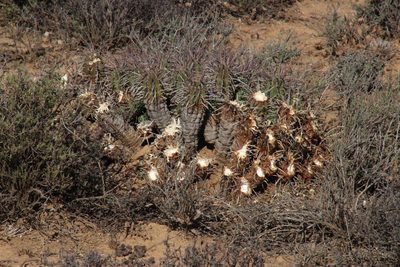 Euphorbia ferox, photographed by Tony Rebelo