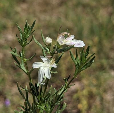 Teucrium laciniatum, photographed by Dominic Gentilcore