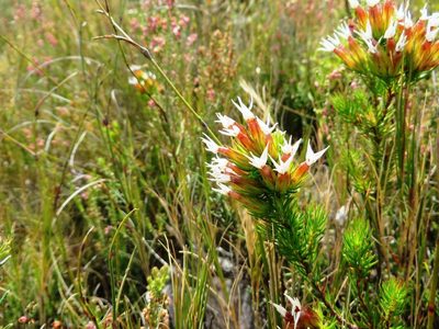 Erica vallis-gratiae, photographed by linkie
