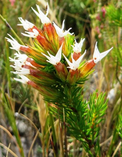 Erica vallis-gratiae, photographed by linkie