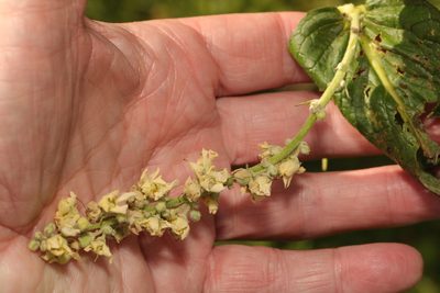 Verbascum lychnitis, photographed by Stephen James McWilliam