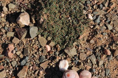 Euphorbia inaequilatera, photographed by Tony Rebelo