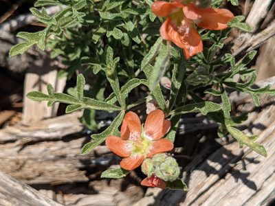 Sphaeralcea coccinea, photographed by Dominic Gentilcore