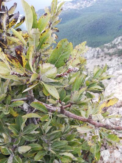 Pyrus elaeagrifolia, photographed by Татьяна Максимова